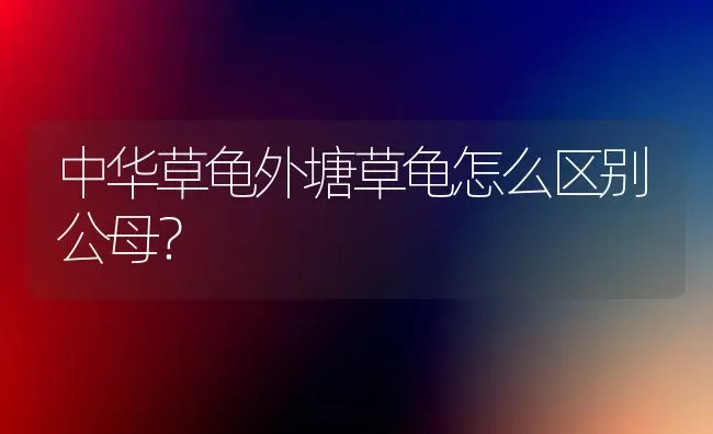 中华草龟外塘草龟怎么区别公母？ | 动物养殖问答