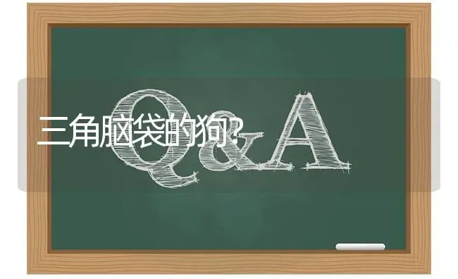 秋田犬凶吗，或者说是攻击性强吗？ | 动物养殖问答