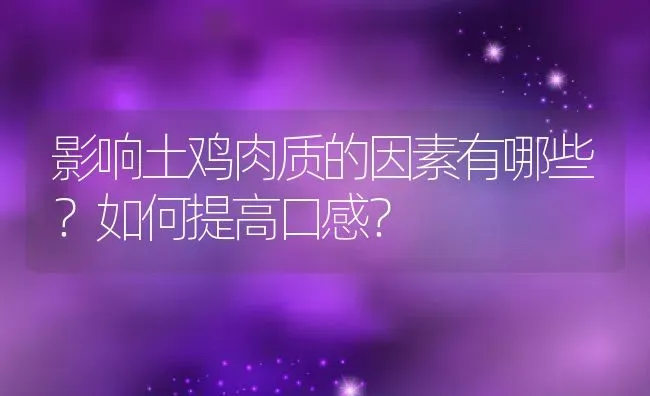 影响土鸡肉质的因素有哪些？如何提高口感？ | 动物养殖百科