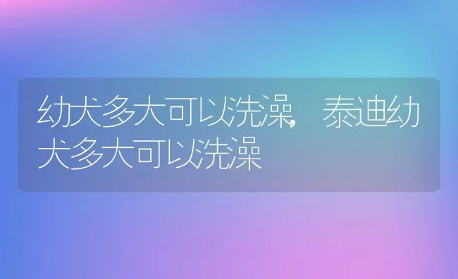 幼犬多大可以洗澡,泰迪幼犬多大可以洗澡 | 宠物百科知识