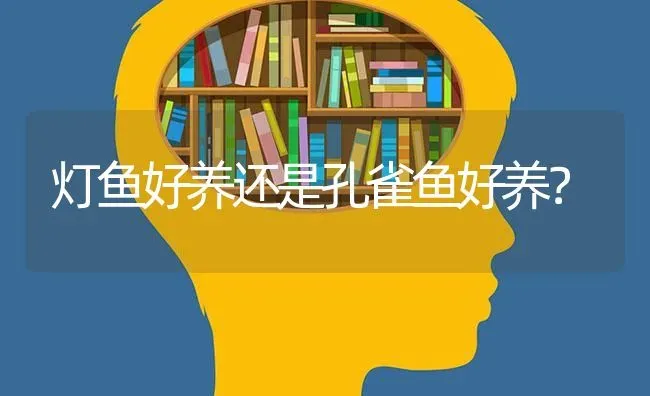 灯鱼好养还是孔雀鱼好养？ | 鱼类宠物饲养