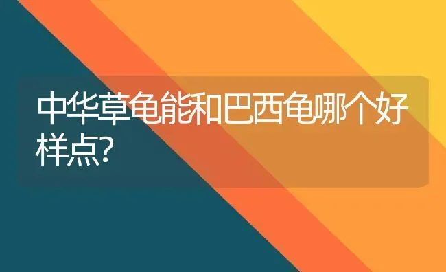 中华草龟能和巴西龟哪个好样点？ | 动物养殖问答