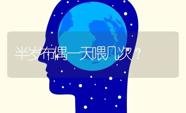 半岁布偶一天喂几次？ | 动物养殖问答