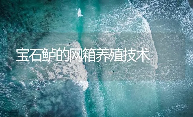 宝石鲈的网箱养殖技术 | 海水养殖技术