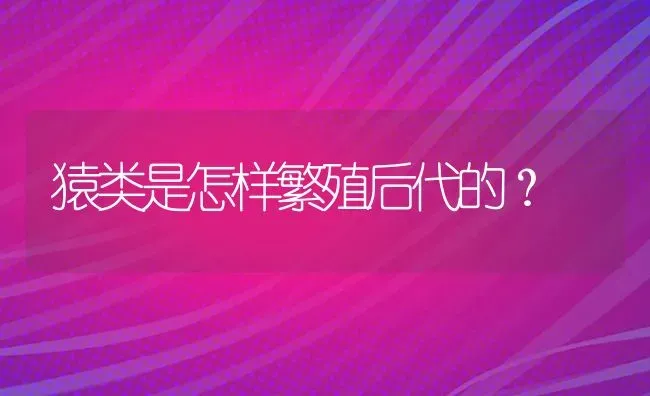 猿类是怎样繁殖后代的？ | 动物养殖问答