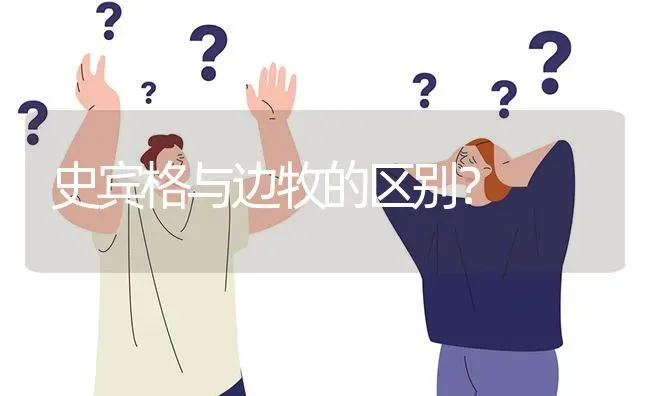 史宾格与边牧的区别？ | 动物养殖问答