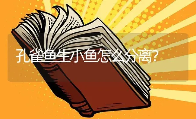 孔雀鱼生小鱼怎么分离？ | 鱼类宠物饲养