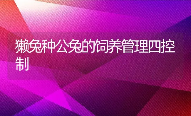 獭兔种公兔的饲养管理四控制 | 动物养殖学堂