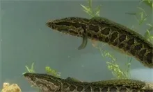 武汉市场 黑鱼销量稳定