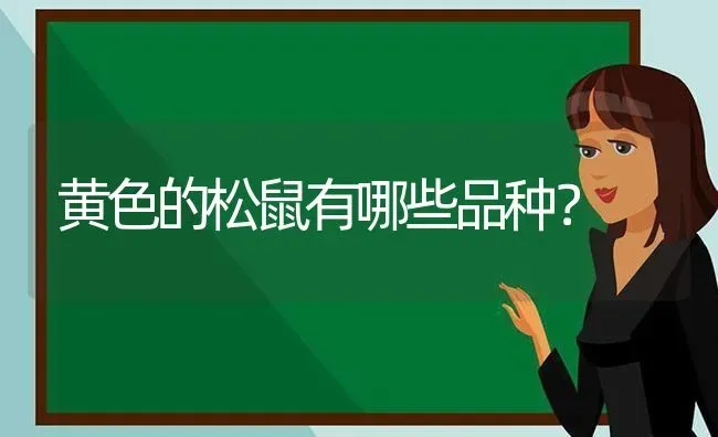 黄色的松鼠有哪些品种？ | 动物养殖问答