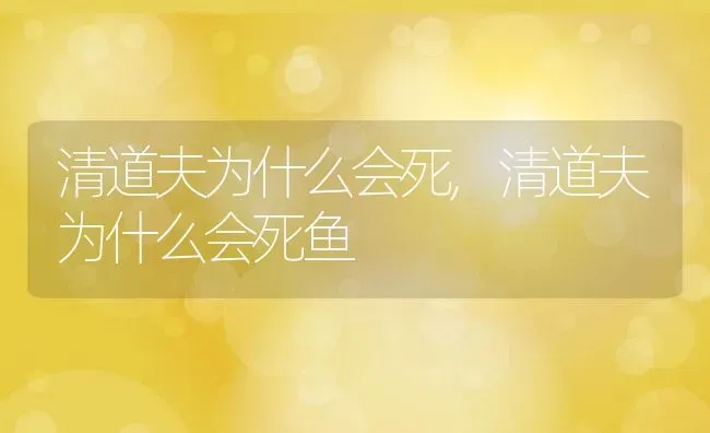 清道夫为什么会死,清道夫为什么会死鱼 | 宠物百科知识