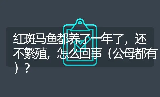 红斑马鱼都养了一年了，还不繁殖，怎么回事（公母都有）？ | 鱼类宠物饲养