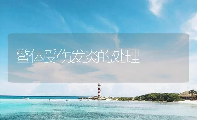 鳖体受伤发炎的处理 | 海水养殖技术