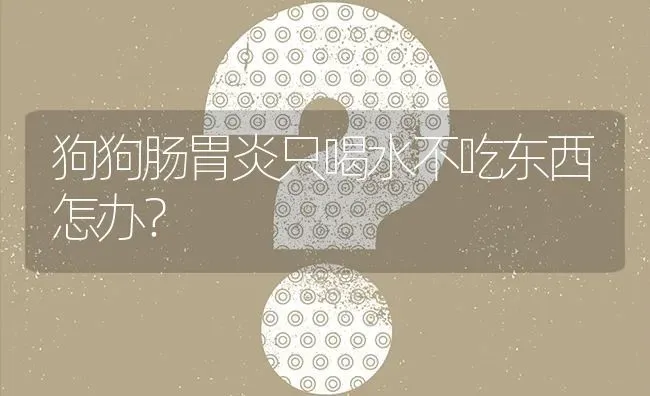 狗狗肠胃炎只喝水不吃东西怎办？ | 动物养殖问答