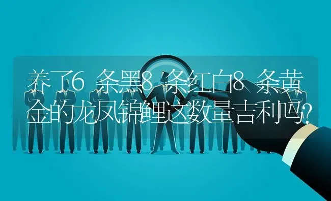 养了6条黑8条红白8条黄金的龙凤锦鲤这数量吉利吗？ | 鱼类宠物饲养