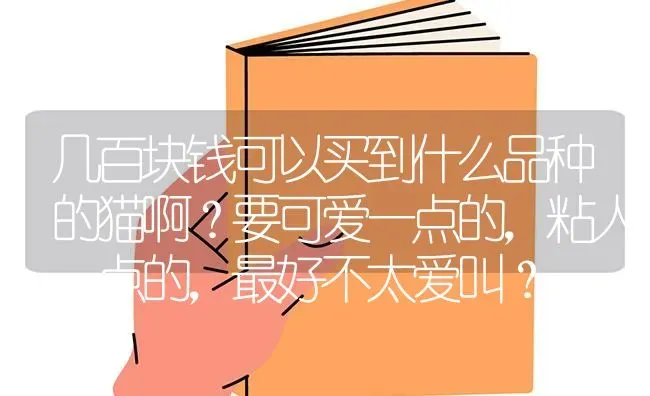 几百块钱可以买到什么品种的猫啊？要可爱一点的，粘人一点的，最好不太爱叫？ | 动物养殖问答