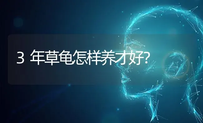 美短眼睛多久变色？ | 动物养殖问答