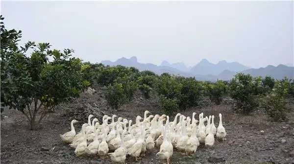 鹅病治疗的五大注意事项