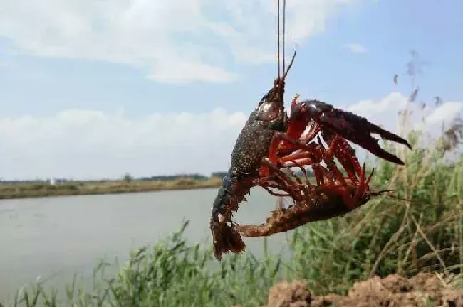 小龙虾大量死亡的原因是什么病