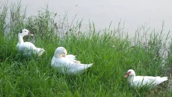 养肉鸭赚钱吗？肉鸭养殖的利润与投资成本及前景预测