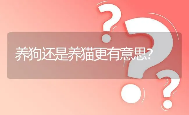 养狗还是养猫更有意思？ | 动物养殖问答