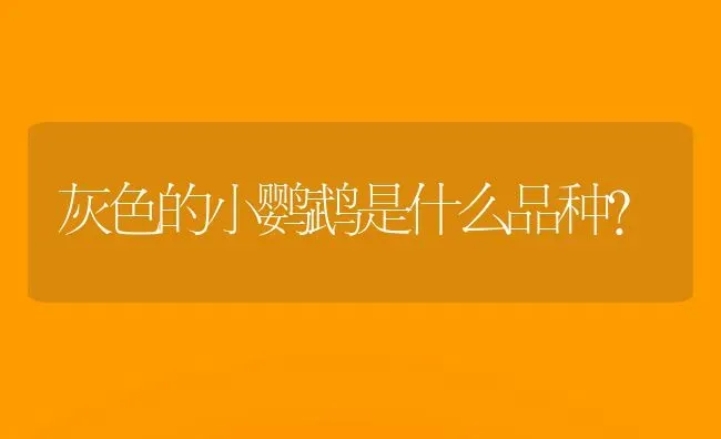 灰色的小鹦鹉是什么品种？ | 动物养殖问答