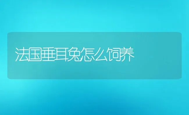 法国垂耳兔怎么饲养 | 动物养殖百科