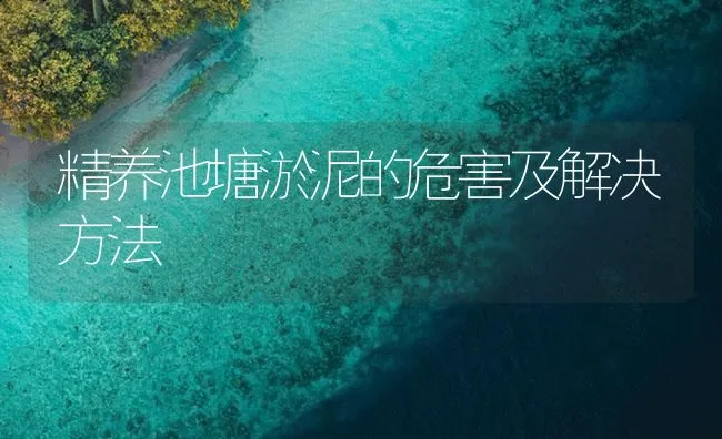 精养池塘淤泥的危害及解决方法 | 海水养殖技术