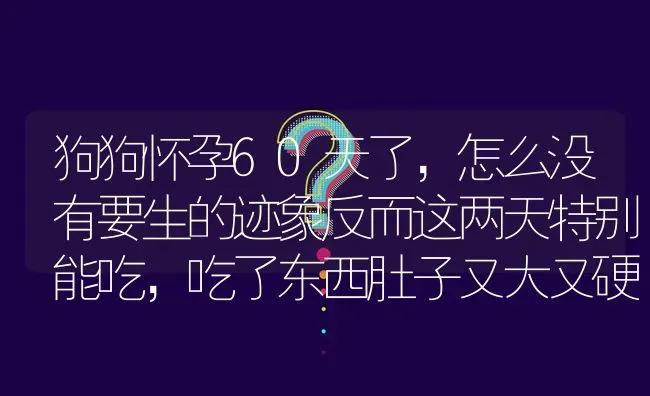 狗狗怀孕60天了，怎么没有要生的迹象反而这两天特别能吃，吃了东西肚子又大又硬这是怎么回事呢？ | 动物养殖问答