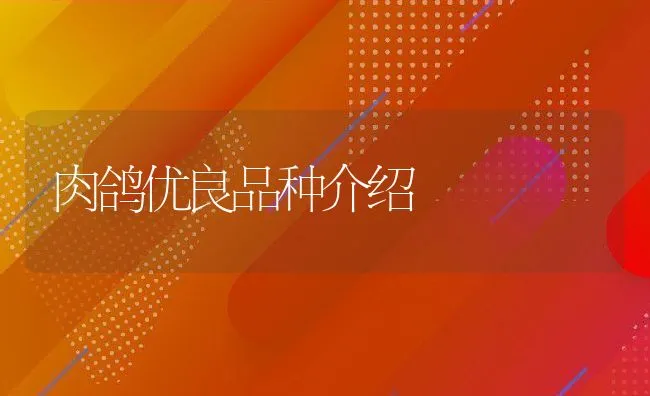 肉鸽优良品种介绍 | 水产养殖知识