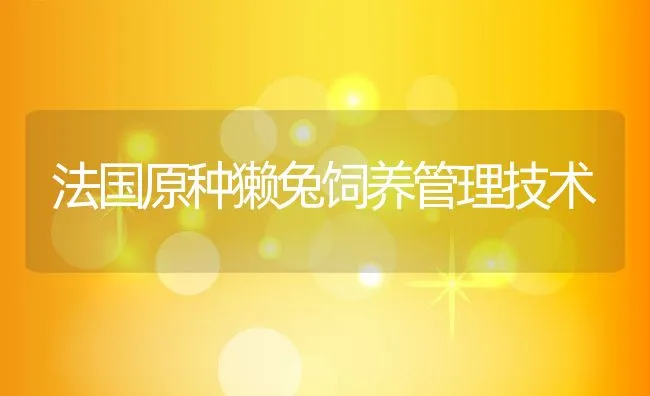 法国原种獭兔饲养管理技术 | 动物养殖饲料