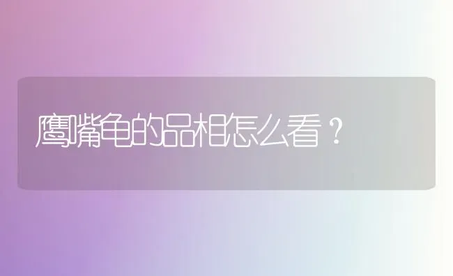 鹰嘴龟的品相怎么看？ | 动物养殖问答