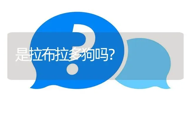 是拉布拉多狗吗？ | 动物养殖问答