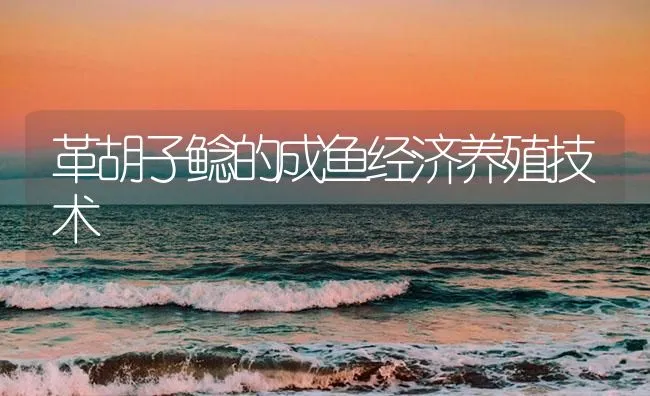 革胡子鲶的成鱼经济养殖技术 | 海水养殖技术