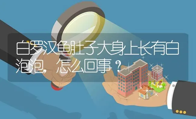 白罗汉鱼肚子大身上长有白泡泡，怎么回事？ | 鱼类宠物饲养