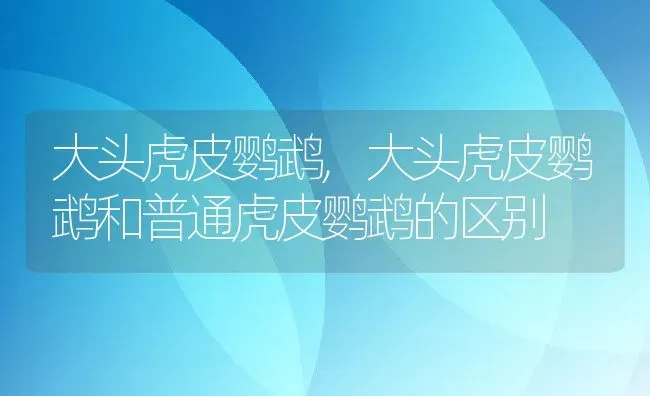 大头虎皮鹦鹉,大头虎皮鹦鹉和普通虎皮鹦鹉的区别 | 宠物百科知识