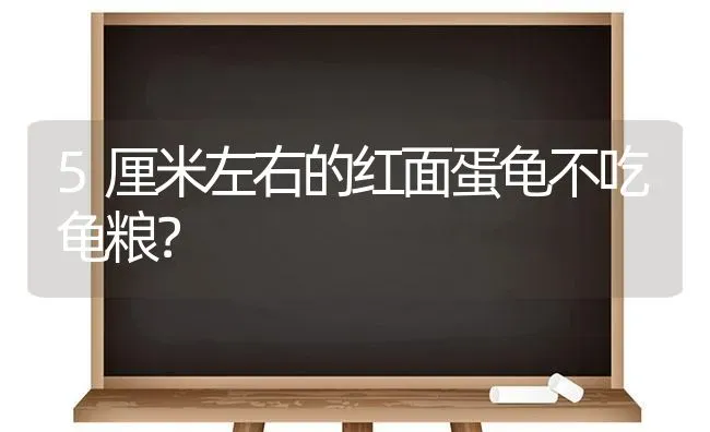 鳄龟吃田螺吗？ | 动物养殖问答