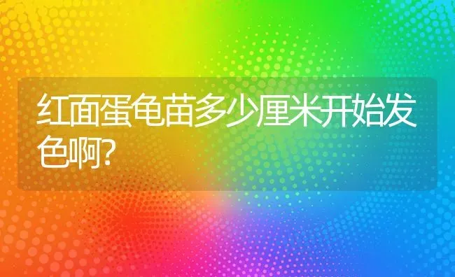 红面蛋龟苗多少厘米开始发色啊？ | 动物养殖问答