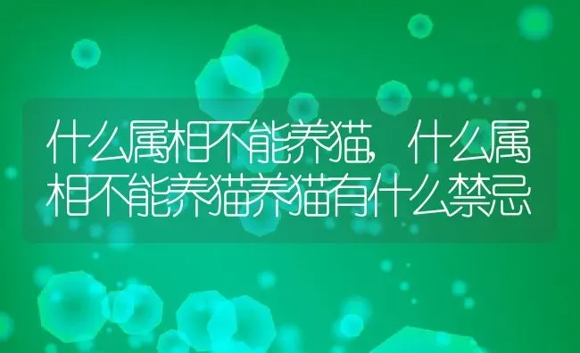 什么属相不能养猫,什么属相不能养猫养猫有什么禁忌 | 宠物百科知识