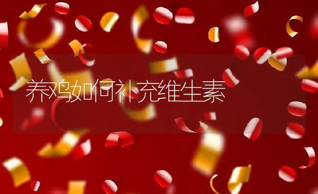 养鸡如何补充维生素 | 动物养殖饲料