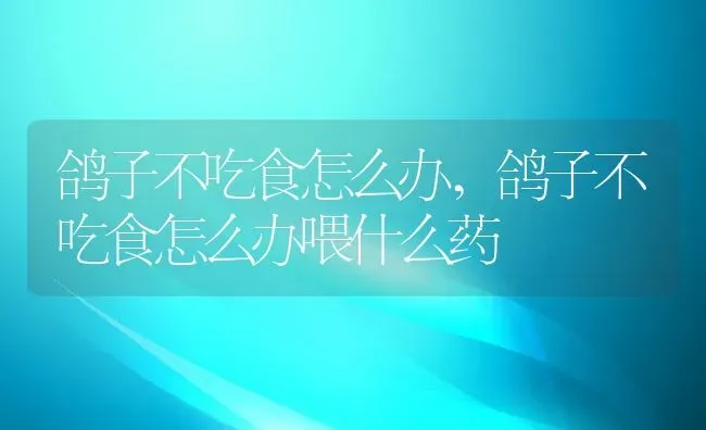 鸽子不吃食怎么办,鸽子不吃食怎么办喂什么药 | 宠物百科知识