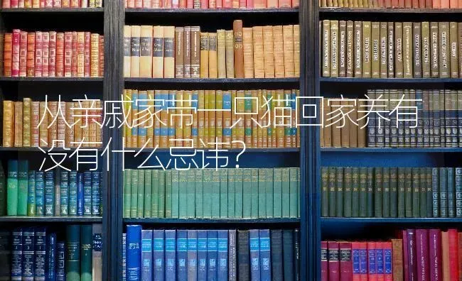 从亲戚家带一只猫回家养有没有什么忌讳？ | 动物养殖问答