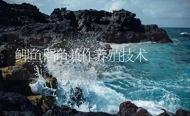 鲤鱼稻鱼兼作养殖技术 | 海水养殖技术