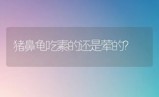 猪鼻龟吃素的还是荤的？ | 动物养殖问答