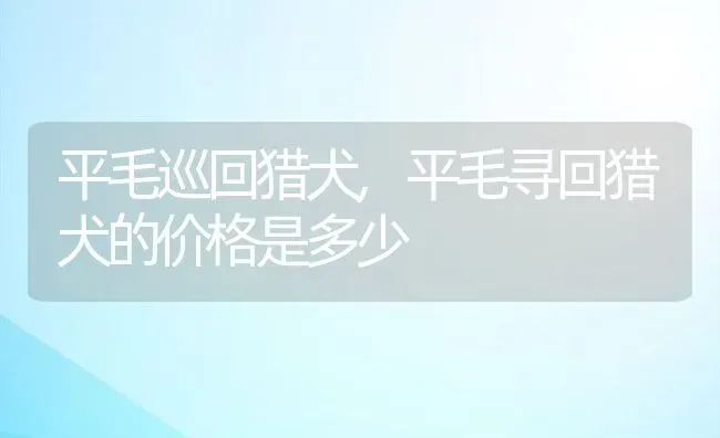 平毛巡回猎犬,平毛寻回猎犬的价格是多少 | 宠物百科知识