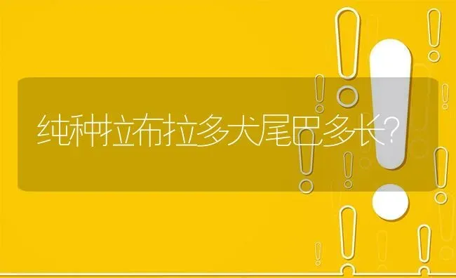 纯种拉布拉多犬尾巴多长？ | 动物养殖问答