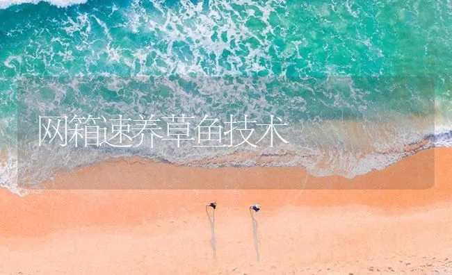 网箱速养草鱼技术 | 海水养殖技术