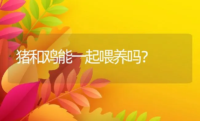 猪和鸡能一起喂养吗？ | 动物养殖学堂