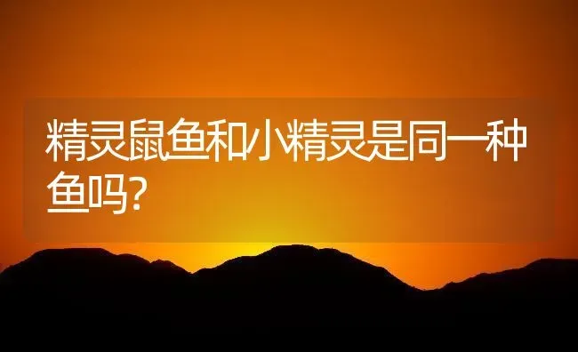 精灵鼠鱼和小精灵是同一种鱼吗？ | 鱼类宠物饲养