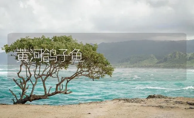 黄河鸽子鱼 | 海水养殖技术